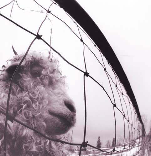 Pearl Jam - Vs. - Vinyl LP