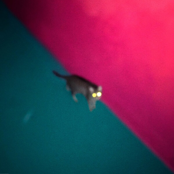 !!! (Chk Chk Chk) - Wallop - 2LP