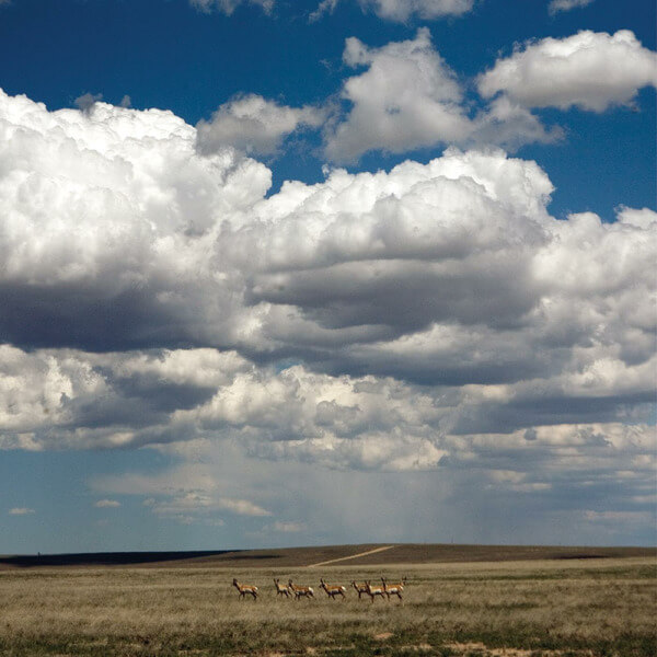 Fruit Bats - Tripper - LP+7"