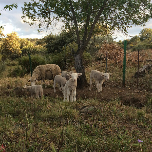 Josephine Foster - No Harm Done - LP