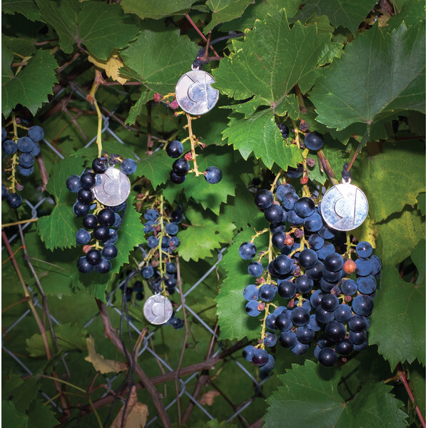 American Cream Band - Presents - LP