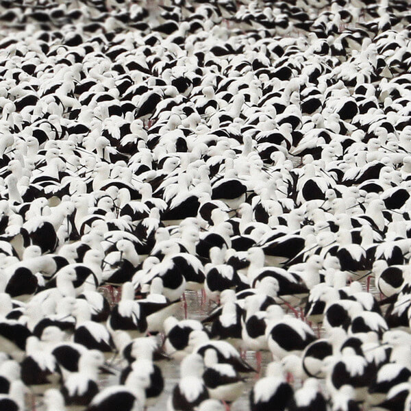 Stella Donnelly - Flood - LP