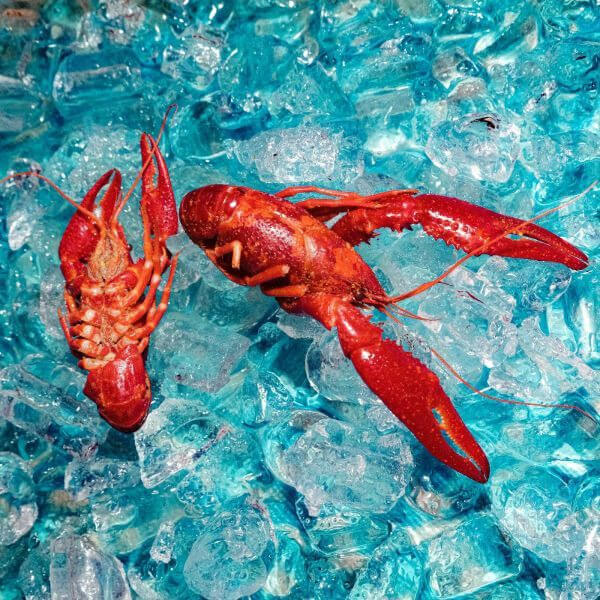 The Roof Dogs - Here You Are - LP