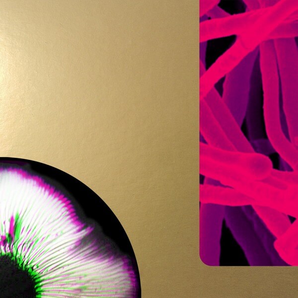 Andrea Taeggi - Mycorrhiza - LP