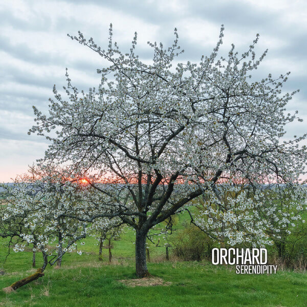 Orchard - Serendipity - CD