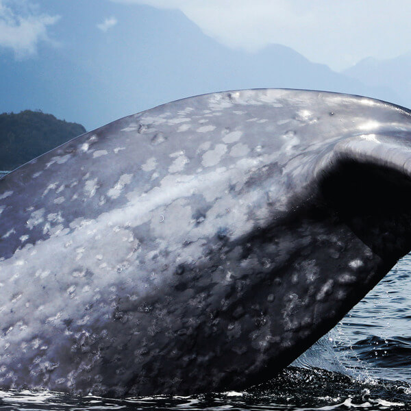 Peter Zinovieff - South Pacific Migration Party - CD