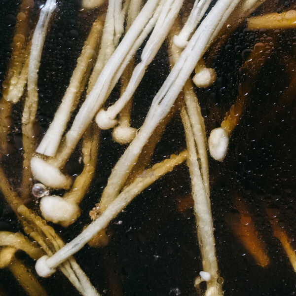 Matthias Lindermayr - Triptych - LP