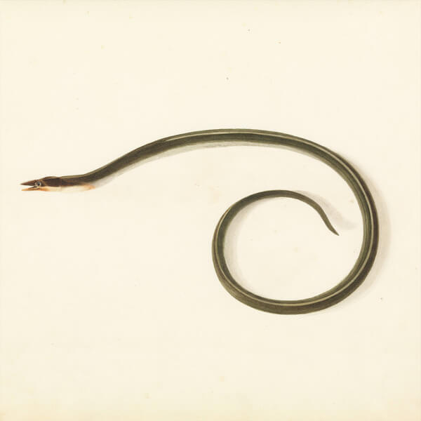 Desaccord Majeur - Sunquake-linernotes Vladimir Ivkovic - 12"