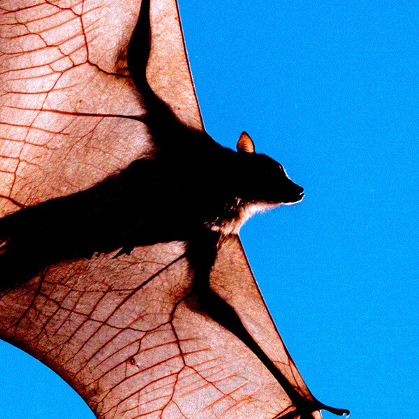 Shen - Tia Tua  - LP