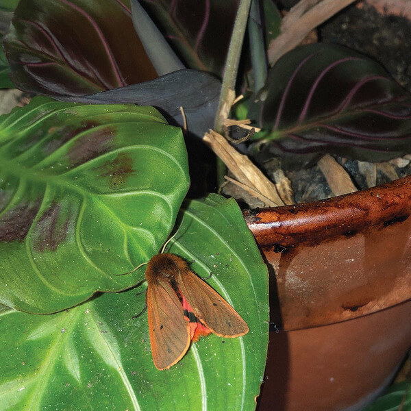 Dies Lexic - Lexicon Hall - LP