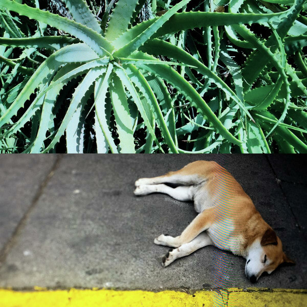 Steve Bates - All The Things That Happen - LP