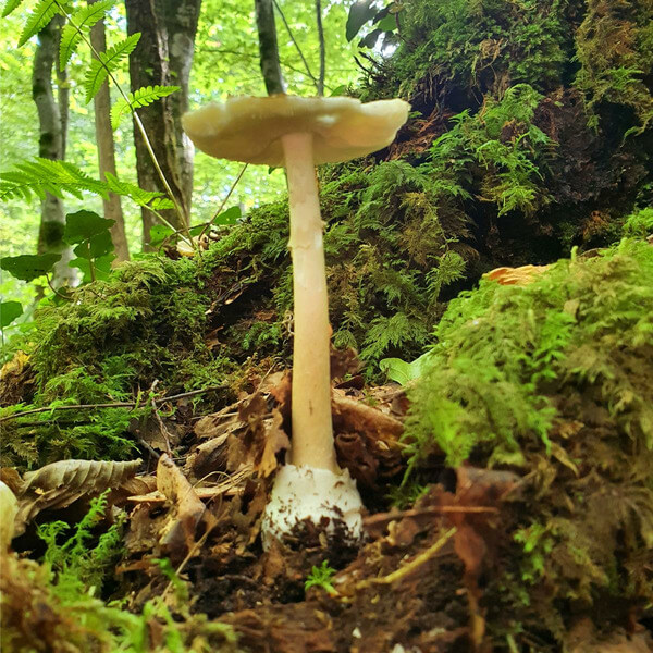 Rumpeln - Noise Means Noise - LP