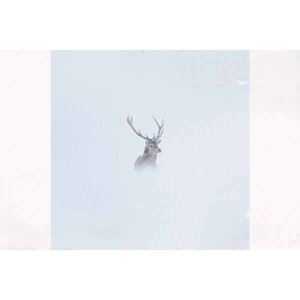 Colin Macleod - Hold Fast - CD