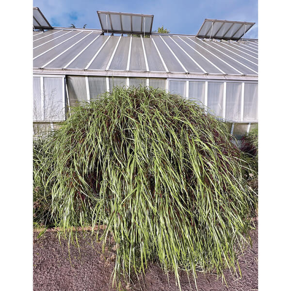 Martina Berther - Bass Works: as I Venture Into - LP