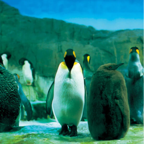 Rashinban - Rago - LP