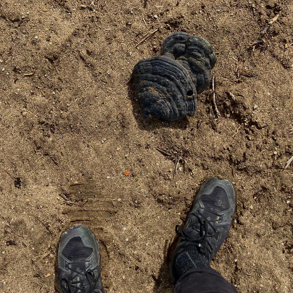 Tomas Pristiak - dog-rose - LP