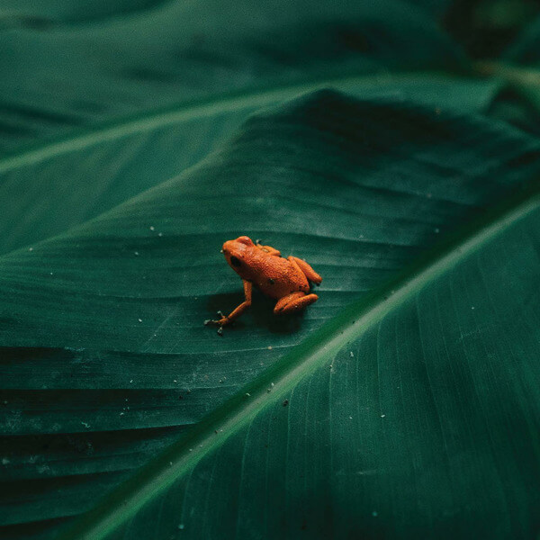 Ingredient - Ingredient - LP