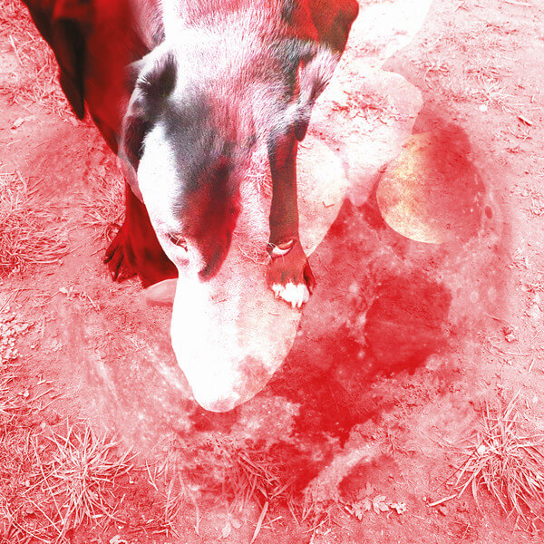 Ann Eysermans - Moonlight Shadoh - LP