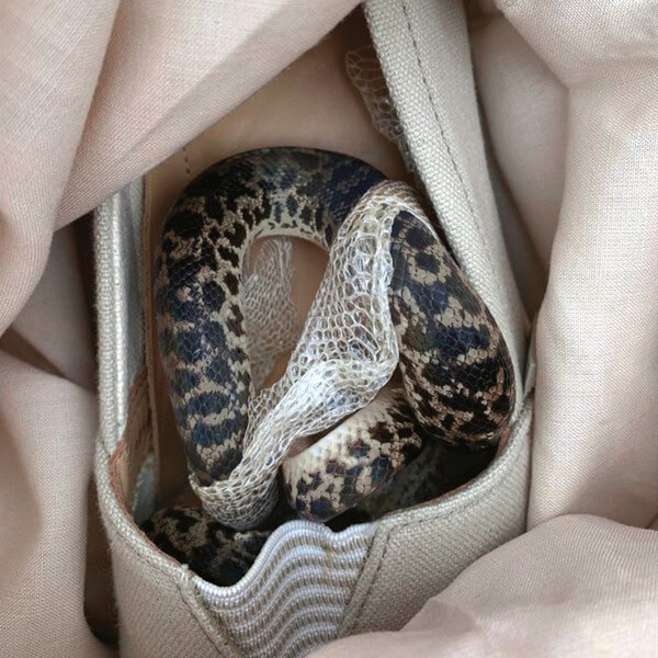 more eaze, pardo & glass - paris paris, texas texas - LP