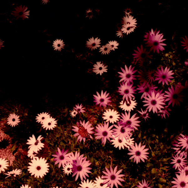 Rat Columns - Babydoll - LP