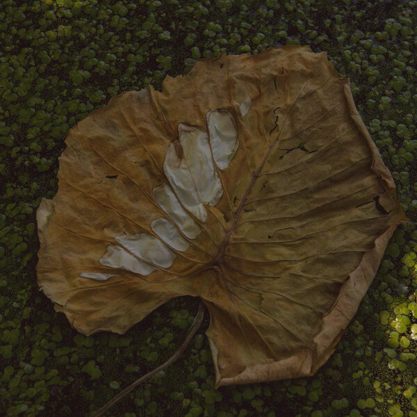 Adela Mede - Ne Lepj a Viragra - LP