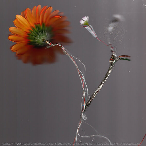 Basile3 - 43°C - LP