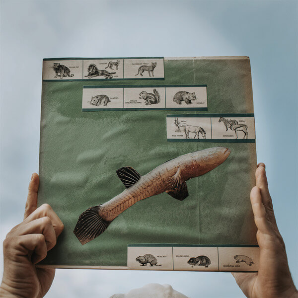 Cotton Jones - The River Strumming - LP