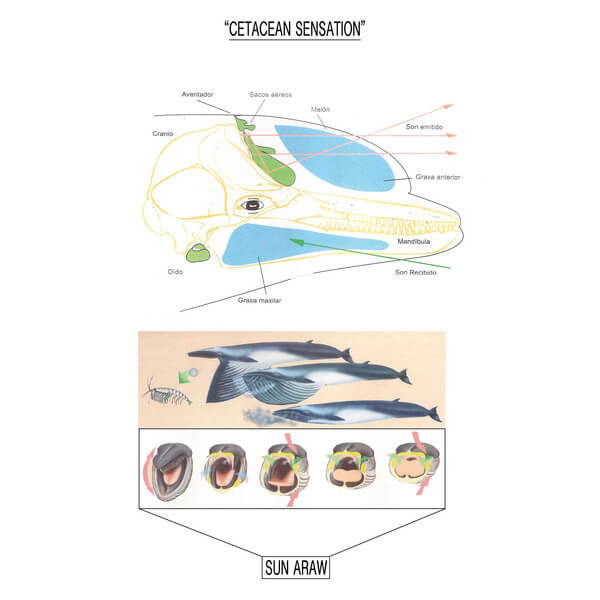 Sun Araw - Cetacean Sensation - LP