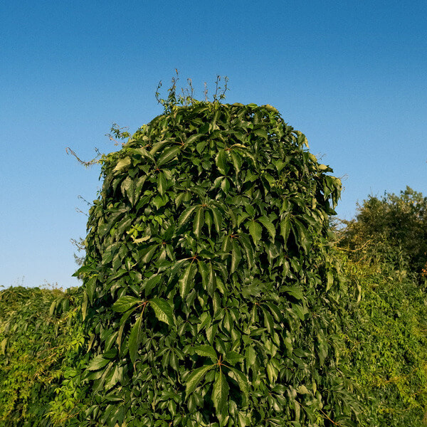 Mike Majkowski - August - CD