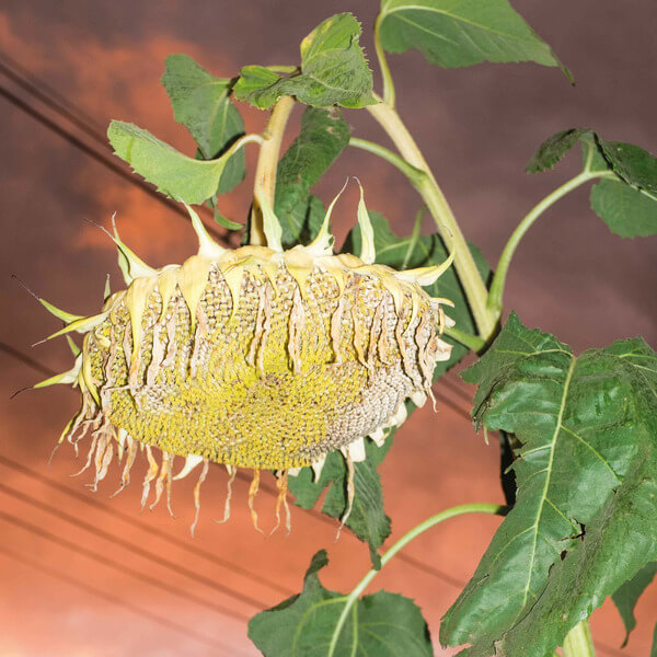 Phatness - Fillerkiller - LP