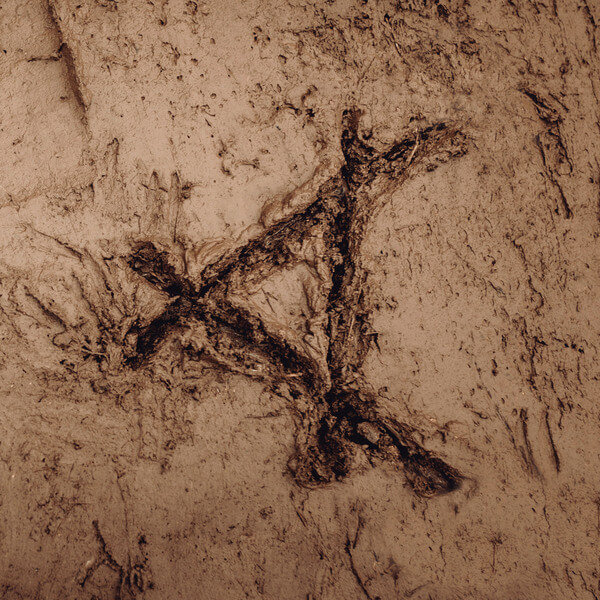 Cassels - Tracked In Mud - LP