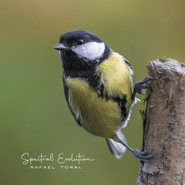 Rafael Toral - Spectral Evolution - LP