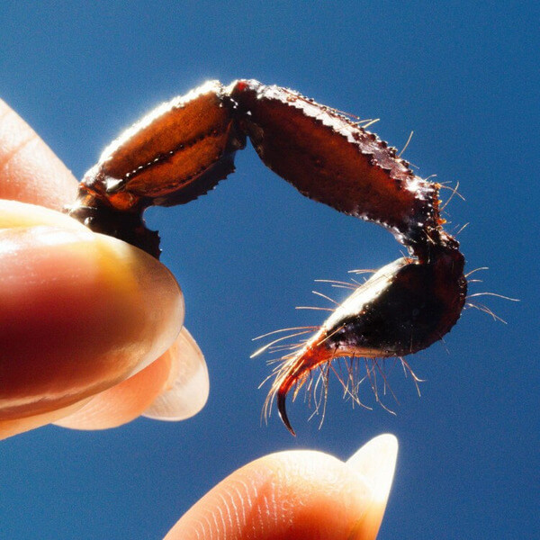 Squid - Cowards - LP