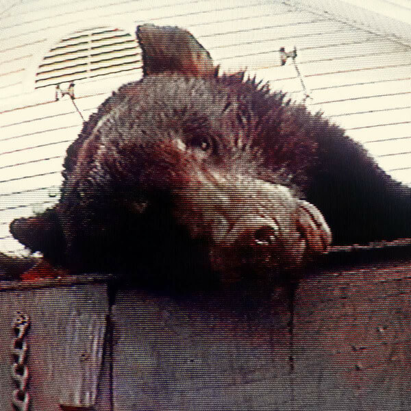 Truck Violence - Violence - LP