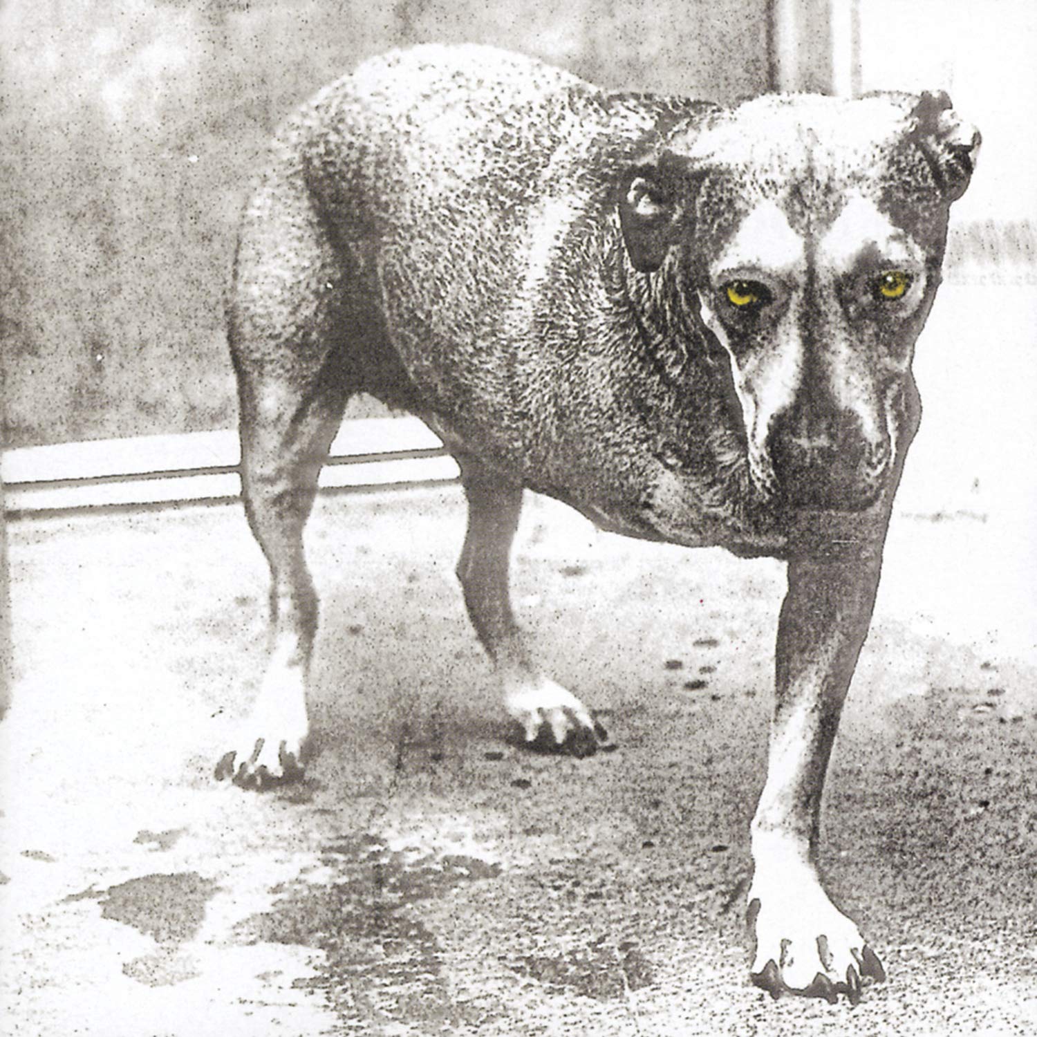 Alice In Chains - Alice In Chains - CD