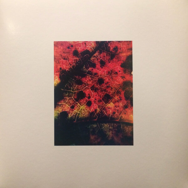 King Eider Common Eider - A Wound Of Earth - Vinyl LP
